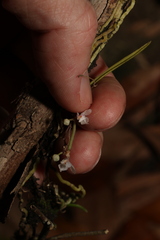 Sarcochilus hillii