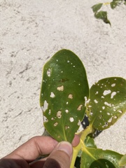Scaevola plumieri