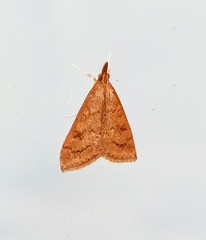 Udea rubigalis