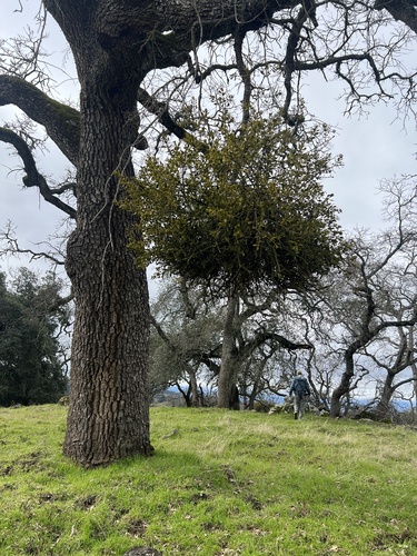 iNaturalist observation photo of oak mistletoe