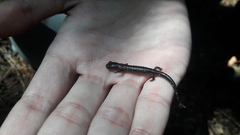 Pseudoeurycea leprosa