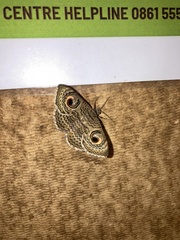Calliodes pretiosissima