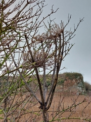 Heracleum mantegazzianum