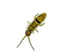 Collembola