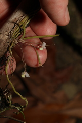 Sarcochilus hillii