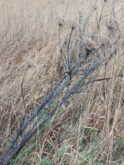 Heracleum mantegazzianum