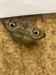 Calliodes pretiosissima