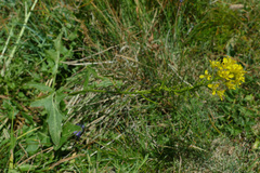 Sisymbrium austriacum