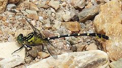 Hemigomphus heteroclytus