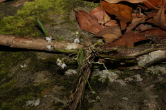 Sarcochilus hillii