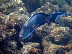 Acanthurus sohal