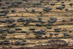 Hysterium angustatum