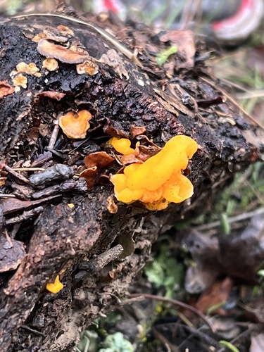 iNaturalist observation photo of golden ear
