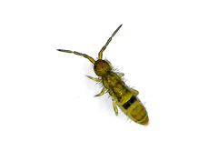 Collembola