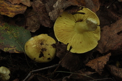 Tricholoma frondosae