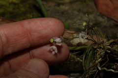 Sarcochilus hillii