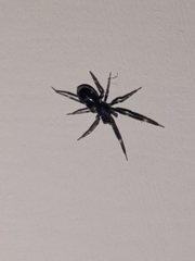 Liophrurillus flavitarsis