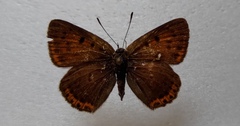 Lycaena candens