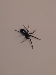 Liophrurillus flavitarsis