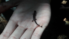 Pseudoeurycea leprosa