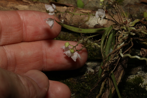 Image of Sarcochilus hillii by (c) Greg Tasney, some rights reserved (CC BY-SA)