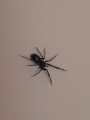 Liophrurillus flavitarsis