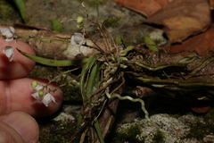 Sarcochilus hillii