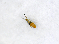 Collembola