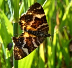 Chrysolarentia polycarpa