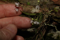 Sarcochilus hillii
