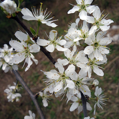 Prunus spinosa