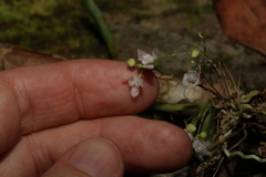 Sarcochilus hillii
