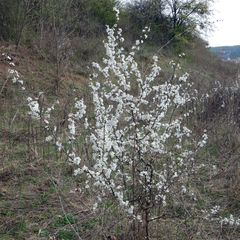 Prunus spinosa