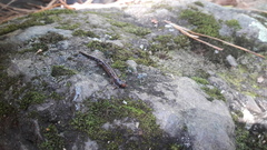 Pseudoeurycea leprosa