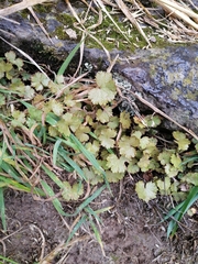 Hydrocotyle moschata