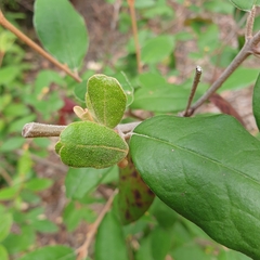 Correa lawrenceana