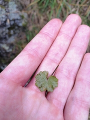 Hydrocotyle moschata