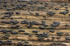 Hysterium angustatum