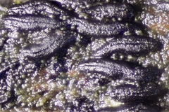 Hysterium angustatum