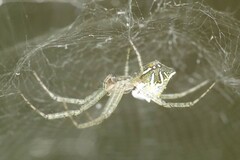 Cyrtophora cicatrosa