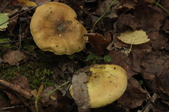 Tricholoma frondosae