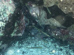 Trachinops taeniatus