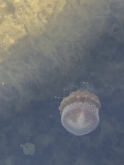 Phyllorhiza punctata