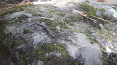 Pseudoeurycea leprosa