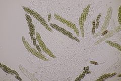 Hysterium angustatum