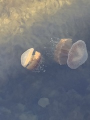Phyllorhiza punctata