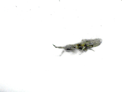 Collembola