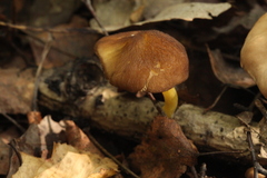 Pluteus romellii