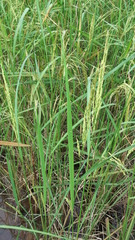 Oryza sativa
