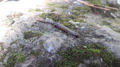 Pseudoeurycea leprosa